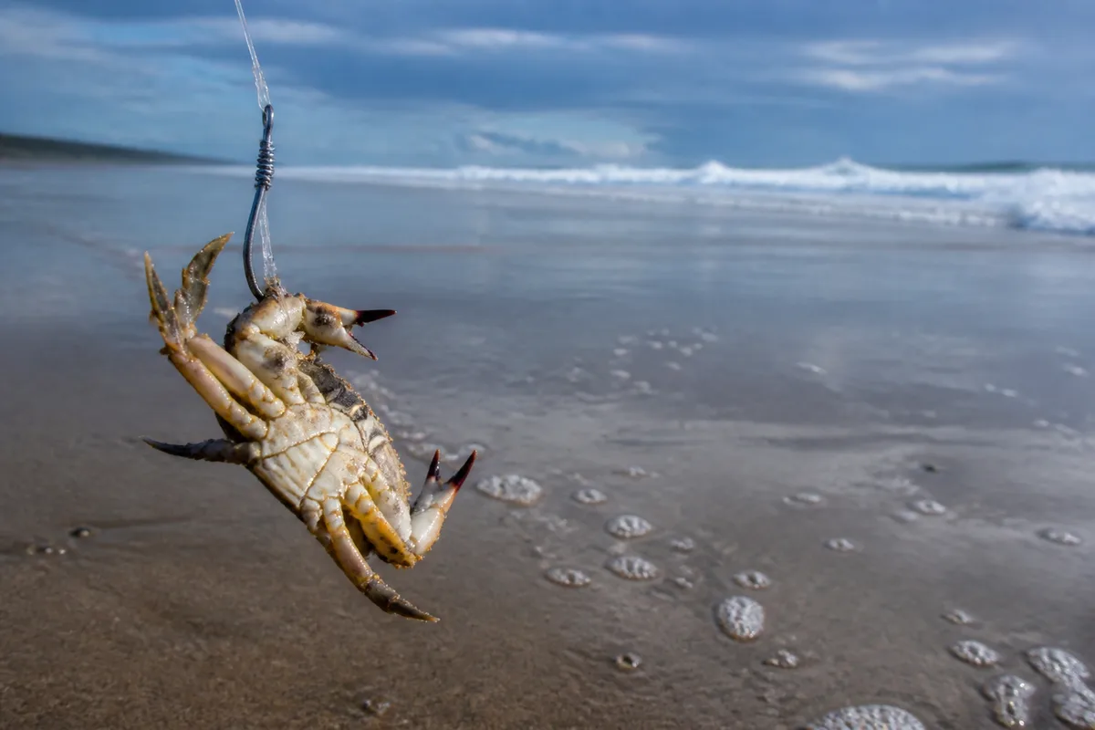 Bas de ligne monté avec un crabe en appât devant une plage de sable atlantique